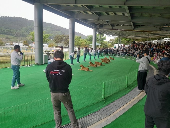 진도개 Dog 스포츠, 1월 31일 ...