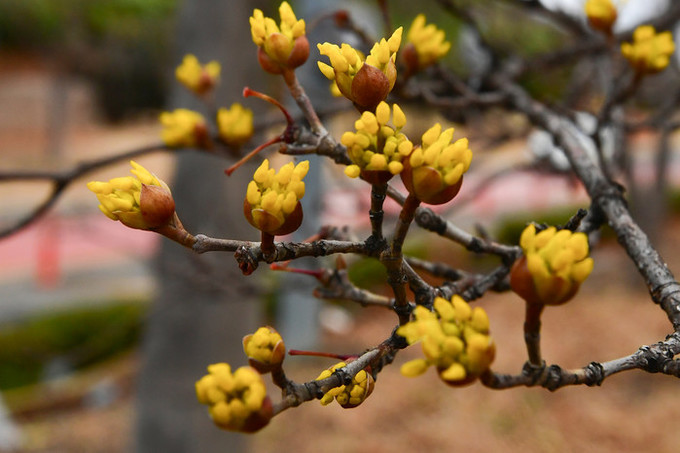 [오늘 날씨] 전국 흐리고 따뜻한 봄 바람… 수도권·강원 '건조'