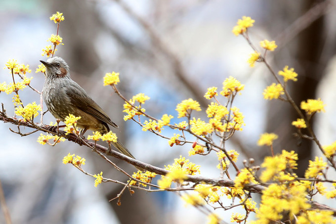 [내일 날씨] 경칩, 초봄의 맑은 날… 늦은 밤 수도권·충청·호남 비소식