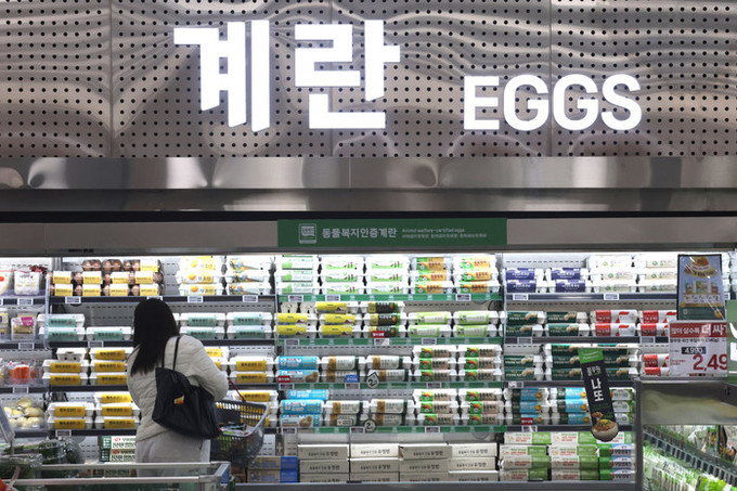 물가 자극한 계란값, 한 판에 7000원 껑충… 대규모 살처분에 비상