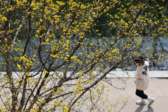 [오늘 날씨] 'BTS 공연' 당일, 포근한 봄 날씨 성큼… 20도 일교차 주의보