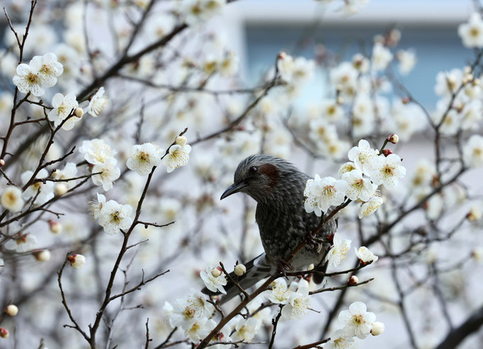 [내일 날씨] 전국 대부분 봄비, 미세먼지 기승… 평년 보다 '따뜻'