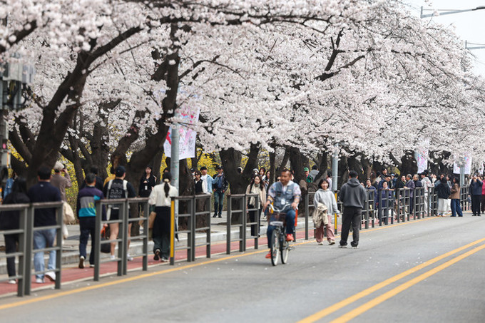 [내일 날씨] 비 그치고 '분홍빛 물결' 따뜻한 봄날… 수도권 미세먼지 '나쁨'