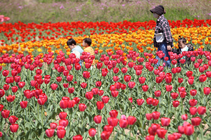 [내일 날씨] '벚꽃 엔딩' 전국에 많은 비… 제주 최대 250㎜·서울 50㎜