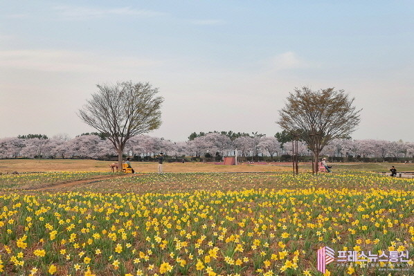 만개한 벚꽃 향기에 봄의 왈츠 느끼면... 시흥 갯골생태공원 봄의 왈츠
