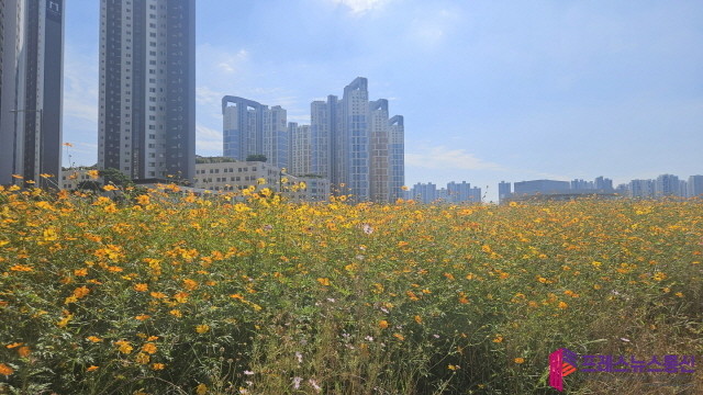 시흥시 도시농업공원, 황화코스모스 만개… 도심 속 가을 정취 물씬