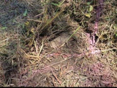 유엔사 DMZ 지뢰 폭발에 '정전협정 위반'… "한반도 긴장 방지"