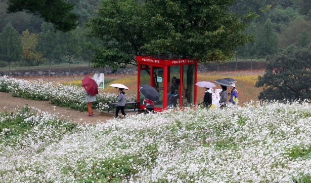 정읍 구절초 꽃축제, 13일간의 대장...
