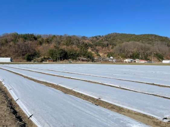 김천시, 모종 생육 부진 속 한파 예...